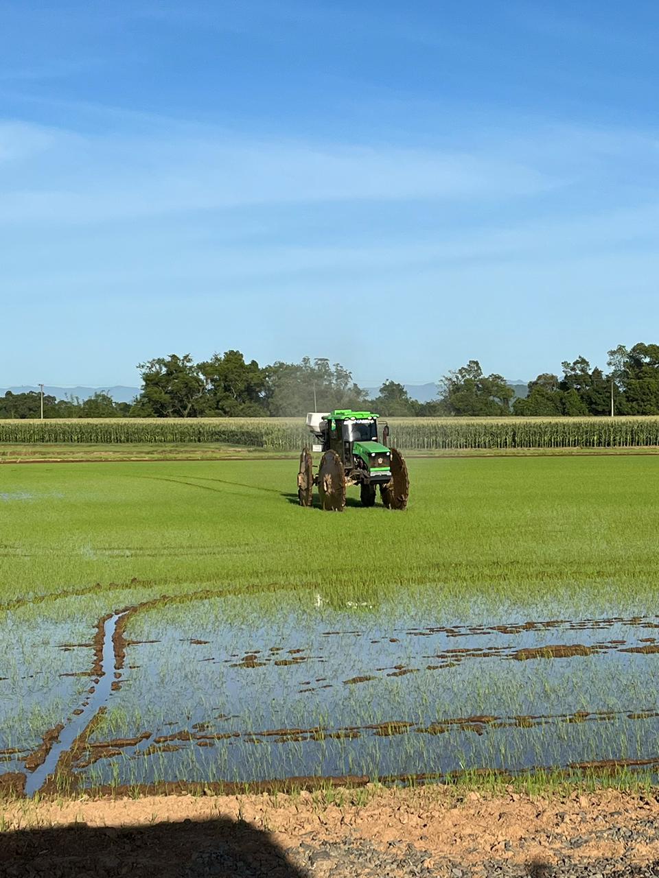 Mercado do arroz no Rio Grande do Sul: baixa liquidez, custos elevados e proposta de ampliar o parcelamento do custeio 2025/26 para 8 meses