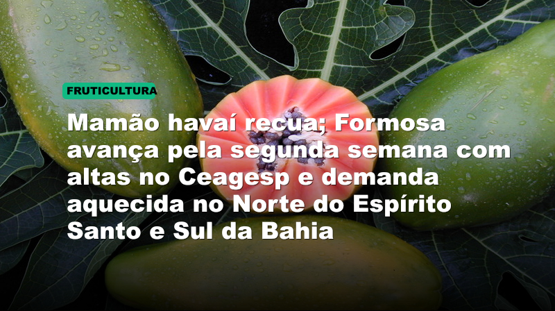Mamão havaí recua; Formosa avança pela segunda semana com altas no Ceagesp e demanda aquecida no Norte do Espírito Santo e Sul da Bahia