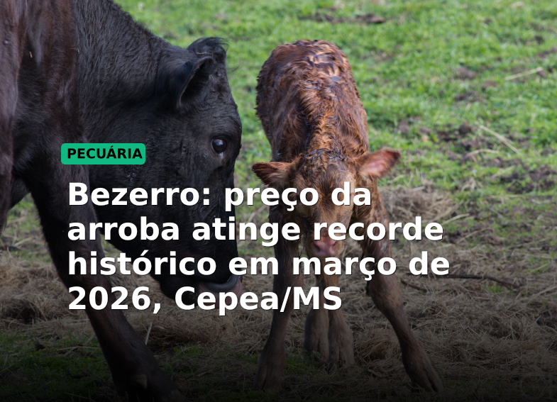 Bezerro: preço da arroba atinge recorde histórico em março de 2026, Cepea/MS