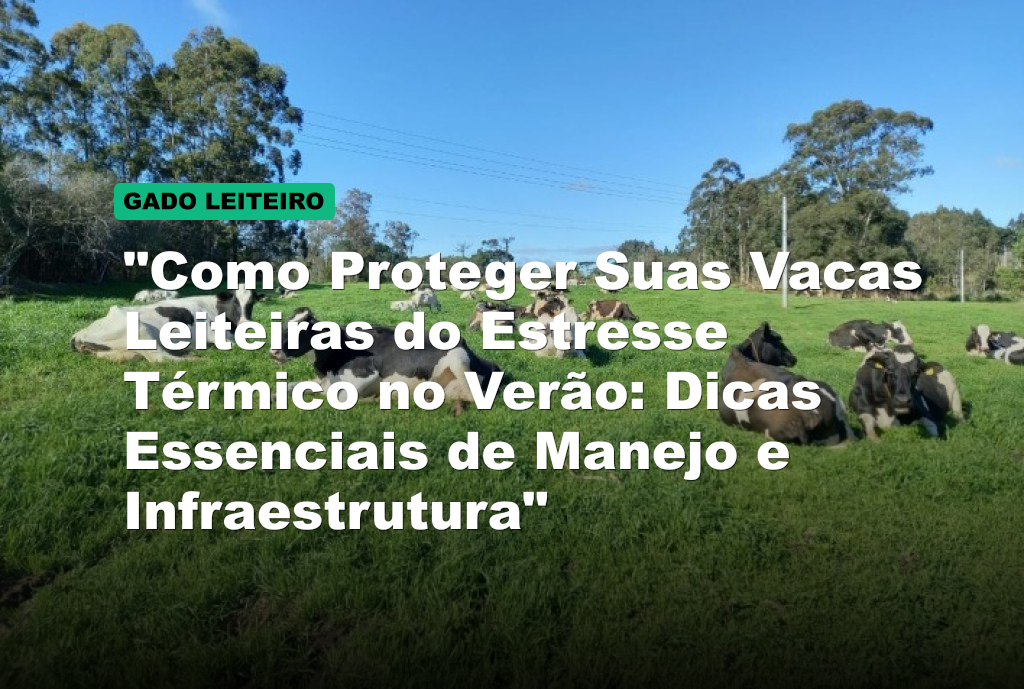 "Como Proteger Suas Vacas Leiteiras do Estresse Térmico no Verão: Dicas Essenciais de Manejo e Infraestrutura"