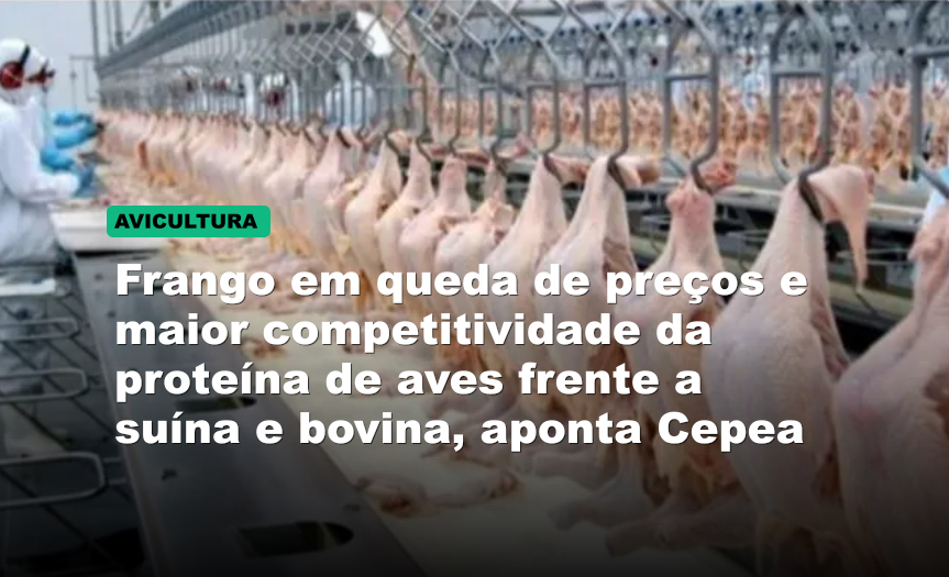 Frango em queda de preços e maior competitividade da proteína de aves frente a suína e bovina, aponta Cepea