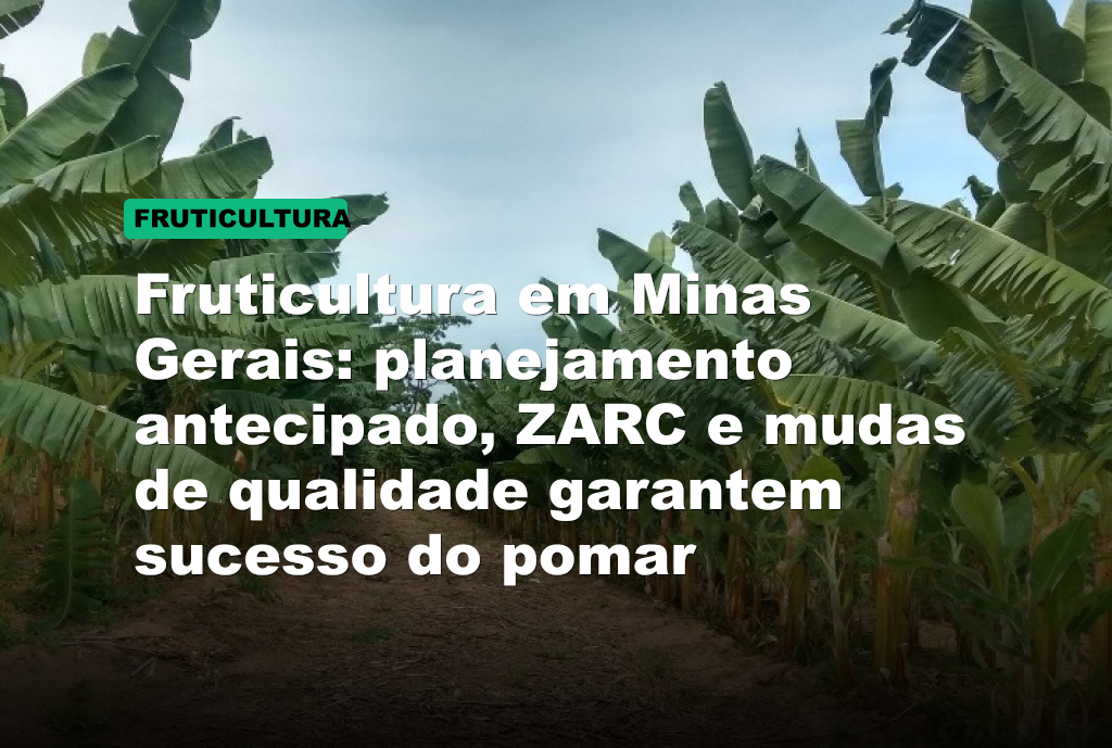 Fruticultura em Minas Gerais: planejamento antecipado, ZARC e mudas de qualidade garantem sucesso do pomar