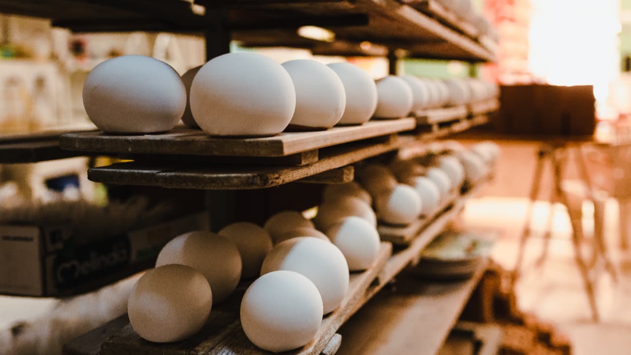 "Crescimento Avícola em SP: Recorde na Produção de Ovos e Exportações em Alta em 2025"