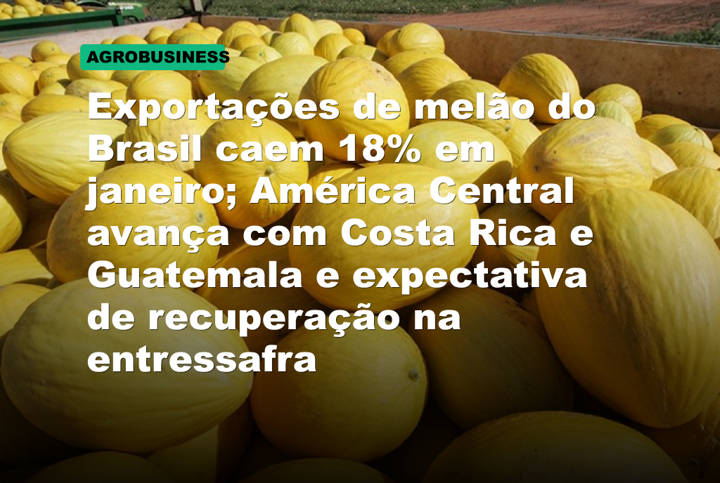 Exportações de melão do Brasil caem 18% em janeiro; América Central avança com Costa Rica e Guatemala e expectativa de recuperação na entressafra