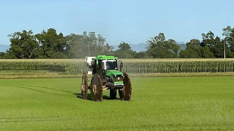 Arroz em Cachoeira do Sul atinge a maior produtividade dos últimos cinco anos na safra 2025/2026, mas preço da saca preocupa produtores
