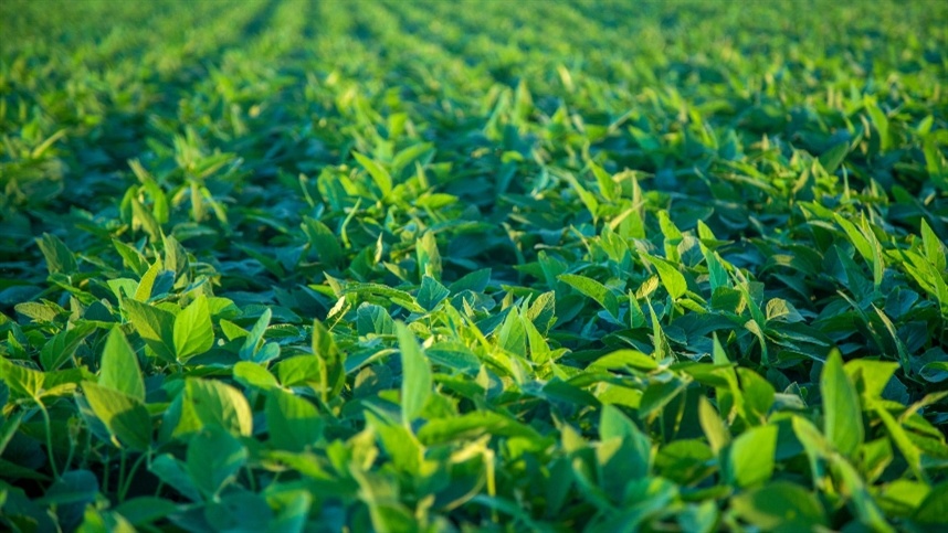 Mercados Agrícolas: Movimentos Moderados e Impactos Climáticos e Geopolíticos nos Preços de Trigo, Soja e Milho