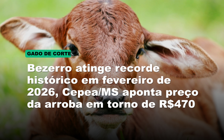 Bezerro atinge recorde histórico em fevereiro de 2026, Cepea/MS aponta preço da arroba em torno de R$470