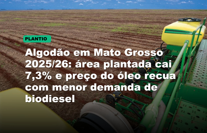 Algodão em Mato Grosso 2025/26: área plantada cai 7,3% e preço do óleo recua com menor demanda de biodiesel