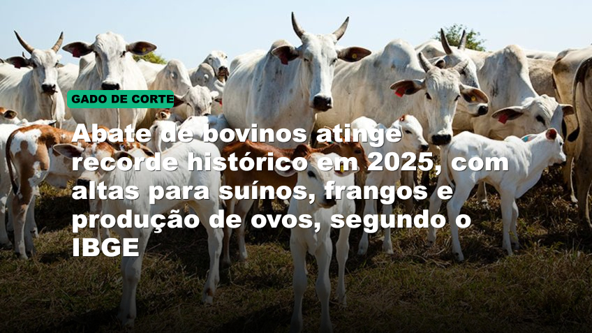 Abate de bovinos atinge recorde histórico em 2025, com altas para suínos, frangos e produção de ovos, segundo o IBGE