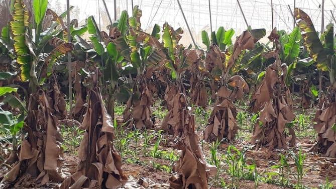 Fusarium raça 4 tropical na banana: risco fitossanitário com importação do Equador afeta Minas Gerais e pequenos produtores