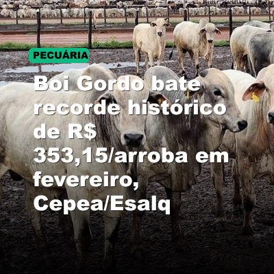 Boi Gordo bate recorde histórico de R$ 353,15/arroba em fevereiro, Cepea/Esalq