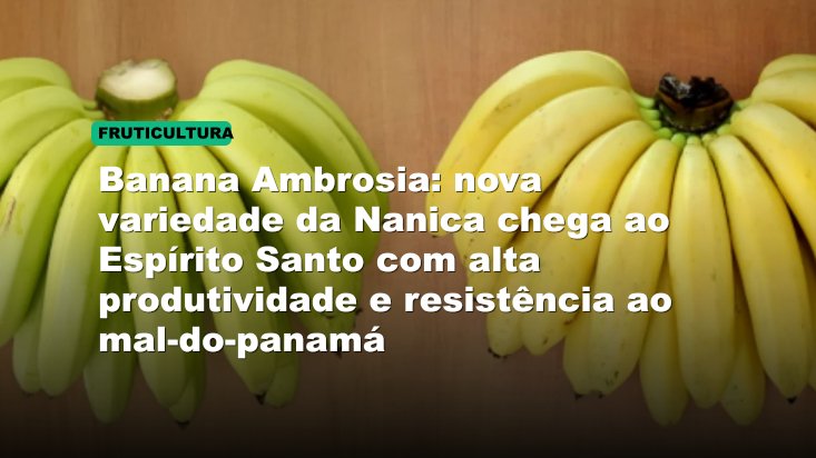 Banana Ambrosia: nova variedade da Nanica chega ao Espírito Santo com alta produtividade e resistência ao mal-do-panamá