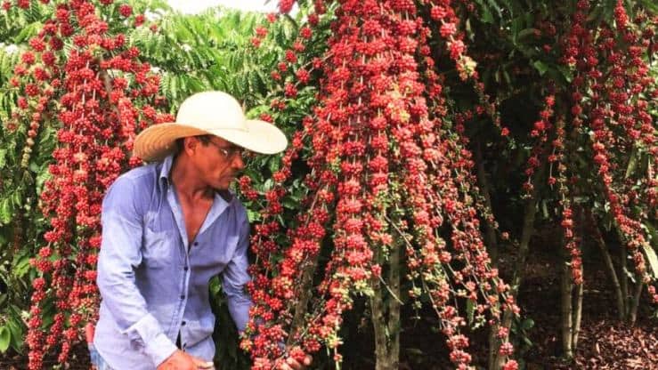Rondônia registra safra recorde de café robusta em 2026: produtividade de 63,6 sacas/ha impulsiona PIB e empregos
