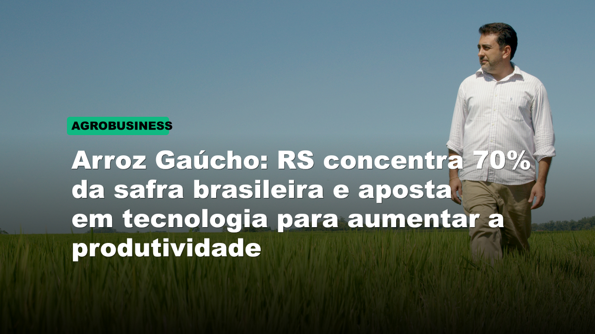Arroz Gaúcho: RS concentra 70% da safra brasileira e aposta em tecnologia para aumentar a produtividade