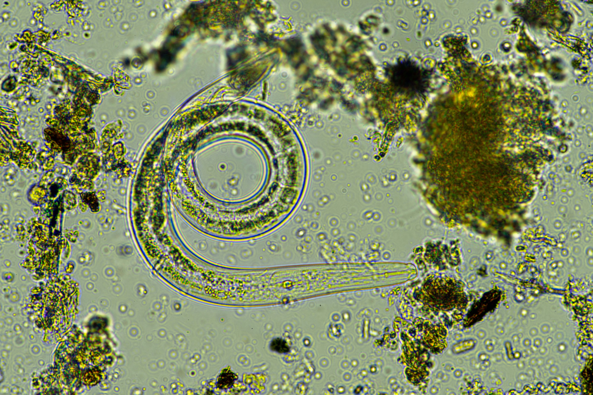 "Estratégias para Combater Nematoides: Proteja Suas Lavouras e Evite Prejuízos de R$ 65 Bilhões"