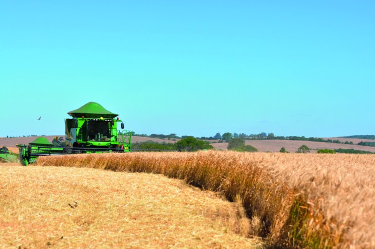Crescimento da Produção de Trigo Gera Impacto Positivo no Setor Agropecuário Brasileiro em 2025
