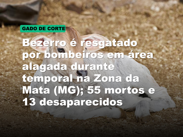 Bezerro é resgatado por bombeiros em área alagada durante temporal na Zona da Mata (MG); 55 mortos e 13 desaparecidos