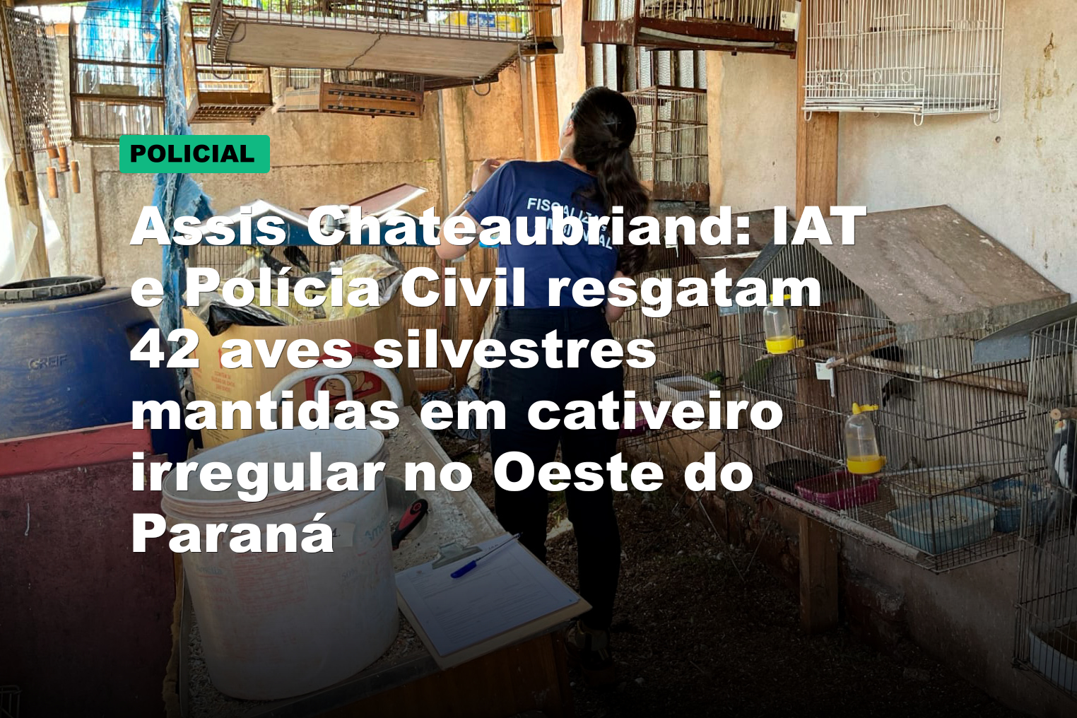 Assis Chateaubriand: IAT e Polícia Civil resgatam 42 aves silvestres mantidas em cativeiro irregular no Oeste do Paraná