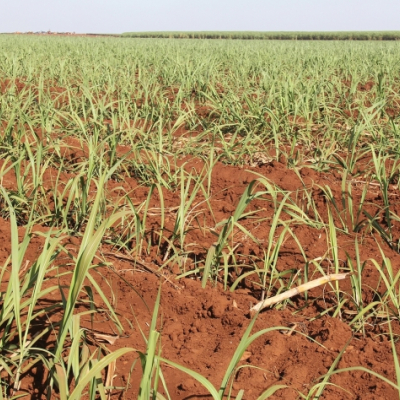 Revolução no Agro: Bioinsumos Impulsionam Produtividade Sustentável no Brasil