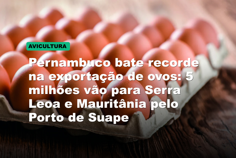 Pernambuco bate recorde na exportação de ovos: 5 milhões vão para Serra Leoa e Mauritânia pelo Porto de Suape