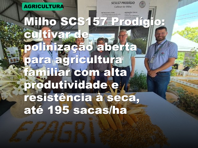 Milho SCS157 Prodígio: cultivar de polinização aberta para agricultura familiar com alta produtividade e resistência à seca, até 195 sacas/ha