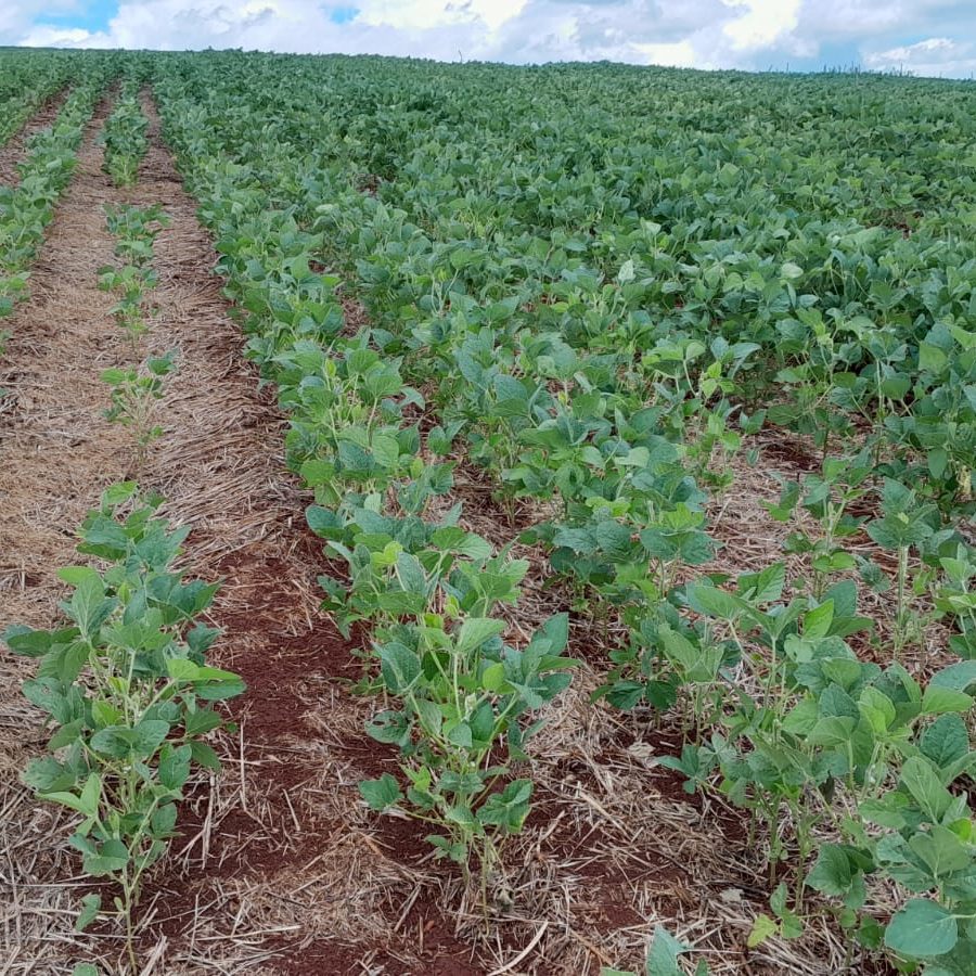 "Milho Tardio se Destaca para Silagem em Ijuí enquanto Soja Enfrenta Desafios com Falta de Chuva e Pragas"