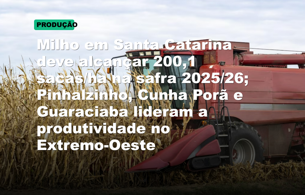 Milho em Santa Catarina deve alcançar 200,1 sacas/ha na safra 2025/26; Pinhalzinho, Cunha Porã e Guaraciaba lideram a produtividade no Extremo-Oeste