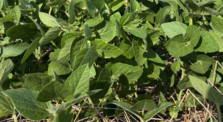 Avanço da Semeadura no RS: Soja, Milho e Arroz em Foco com Alta Produtividade e Fitossanidade Excelente