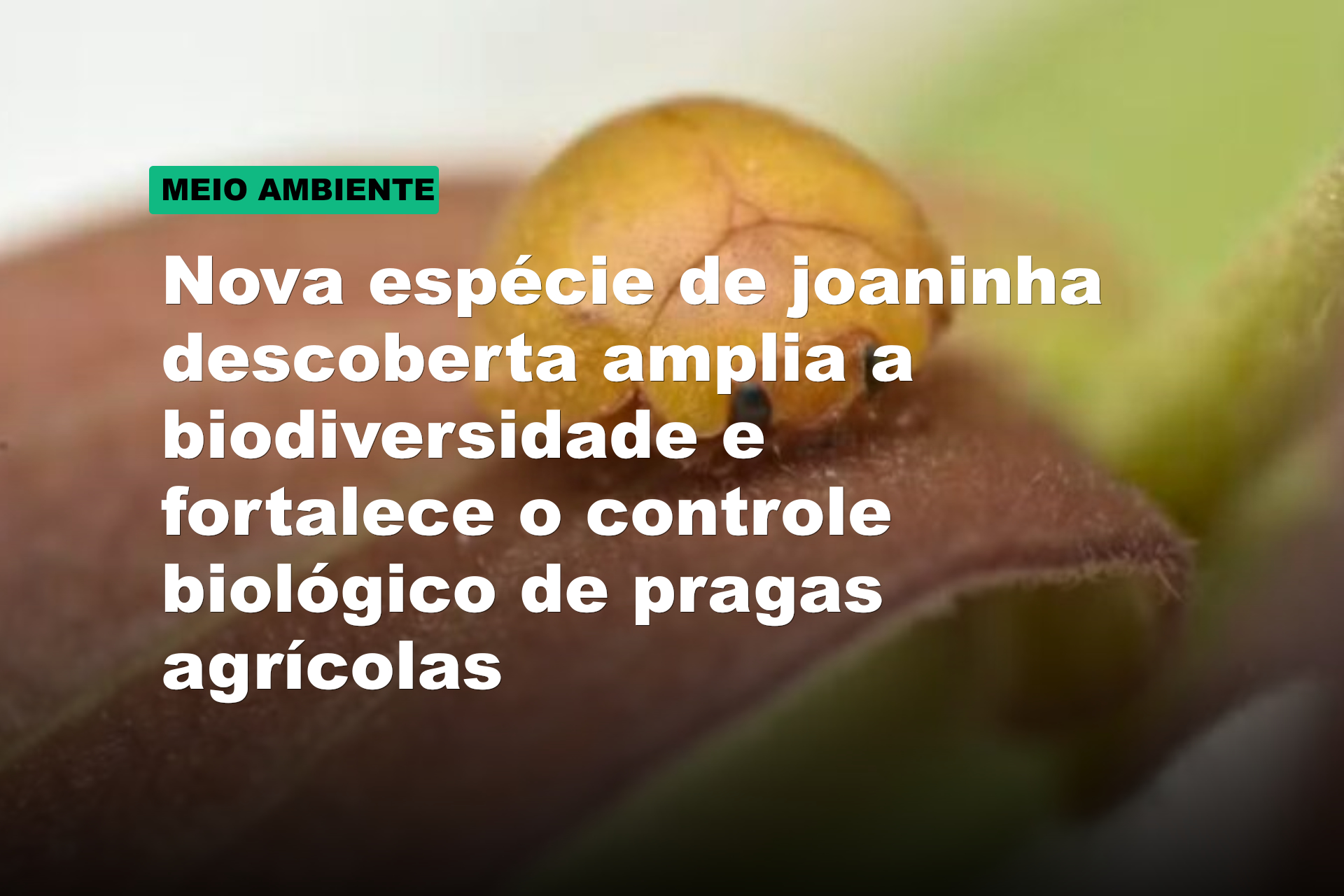 Nova espécie de joaninha descoberta amplia a biodiversidade e fortalece o controle biológico de pragas agrícolas