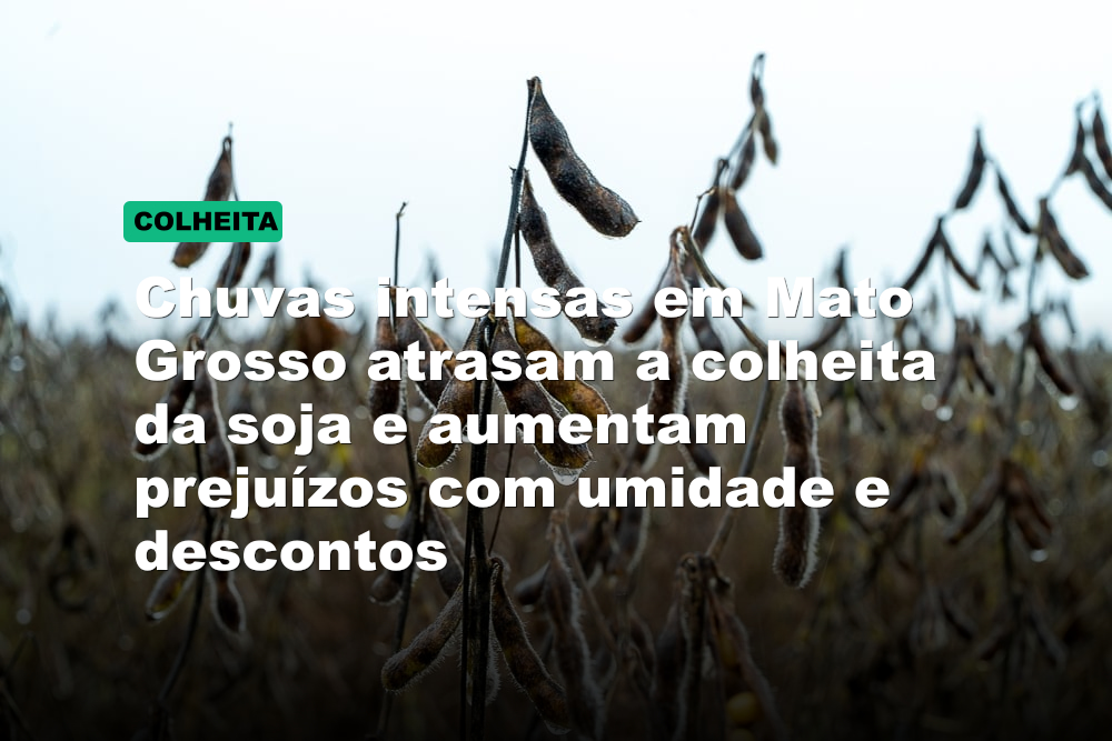 Chuvas intensas em Mato Grosso atrasam a colheita da soja e aumentam prejuízos com umidade e descontos