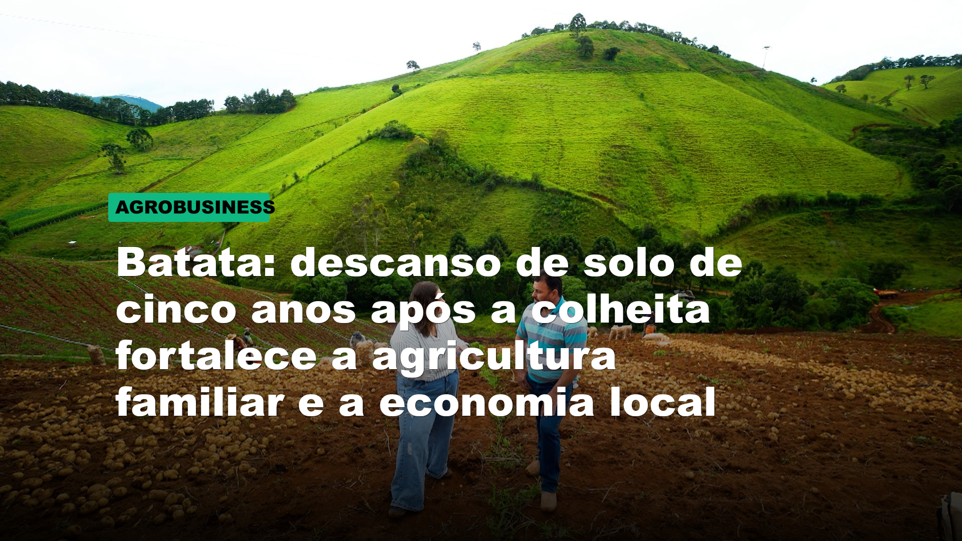 Batata: descanso de solo de cinco anos após a colheita fortalece a agricultura familiar e a economia local