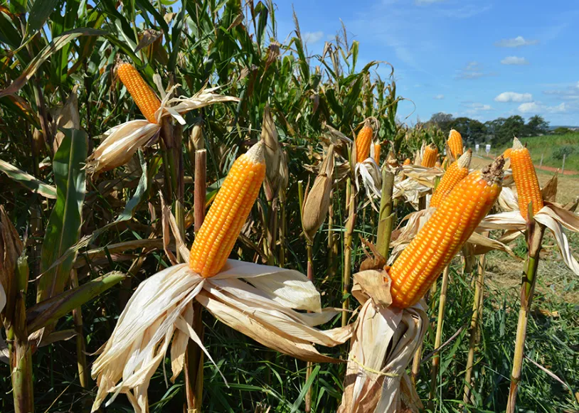 Milho sobe em Chicago com Pro Farmer; B3 recua e safrinha avança no Sul