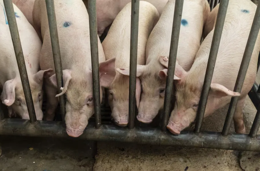 China tem 39 milhões de matrizes suínas e limita carne bovina do Brasil em 2026