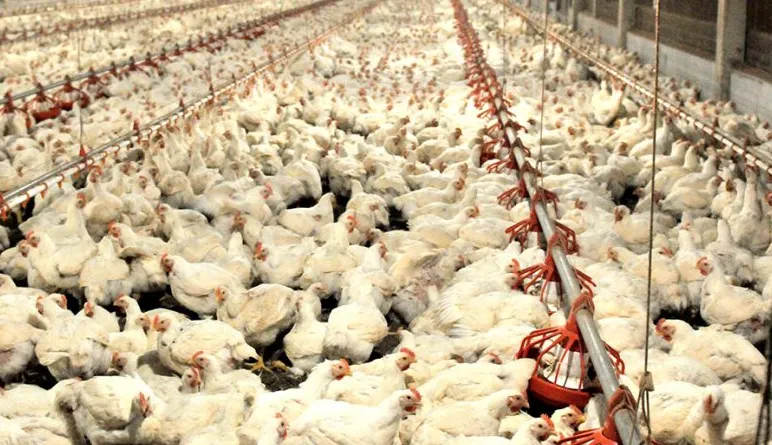 Missão da UE avalia aves no Brasil após anúncio de bloqueio