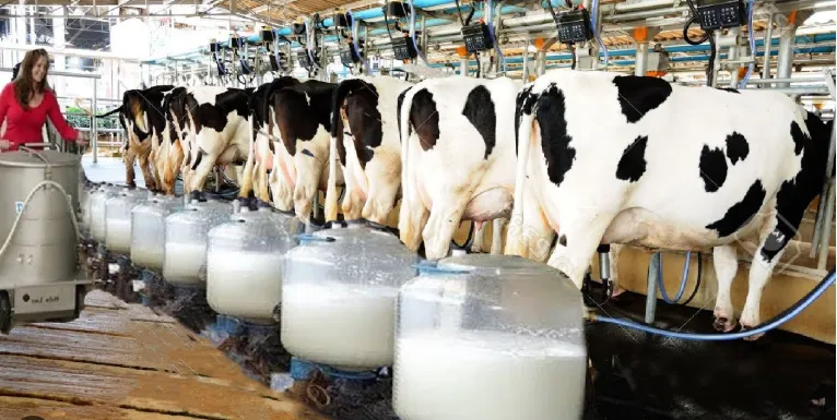 Alimentação de precisão ganha espaço na pecuária leiteira para aumentar produtividade e reduzir desperdícios