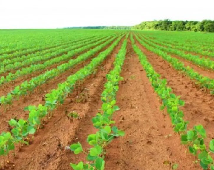 Plantio de soja 2026/27 chega a 0,4% da área no Brasil