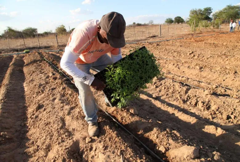 Projeto de Lei prevê proibir uso de imóvel da agricultura familiar como garantia fiduciária