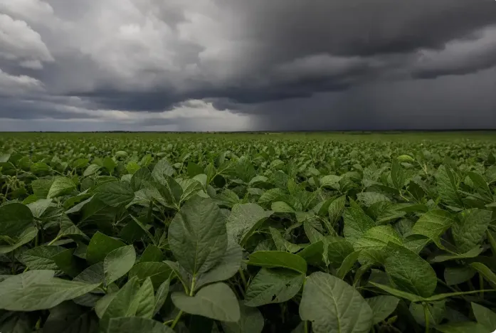 Cinco dicas para o produtor rural enfrentar o El Niño na safra 2026/27