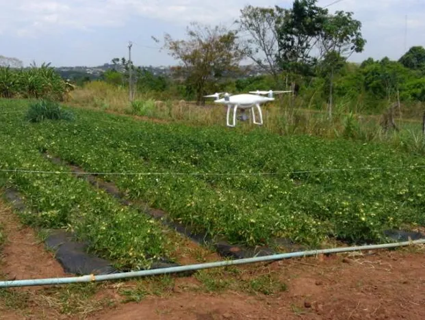 Aplicação de agroquímicos com drones em lavouras de tomate é avaliada em Sumaré (SP)