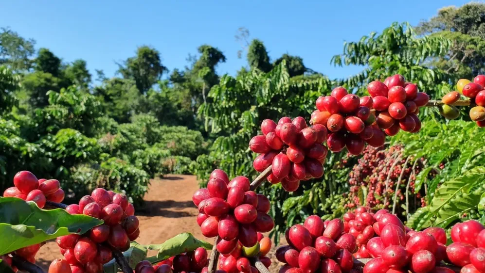 Cafeicultura em MT registra ganho de produtividade e margem de 73% em propriedades assistidas em 2026