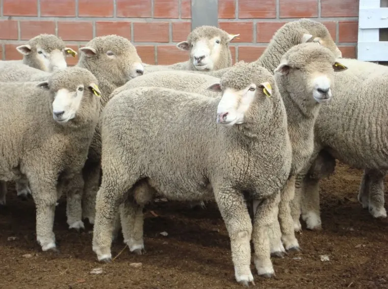 Ovinos Corriedale alcançam produção de 276 kg de carne por hectare em teste no RS