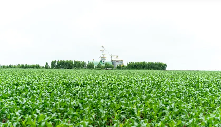 Atraso no plantio em Mato Grosso e o panorama do milho na Colômbia