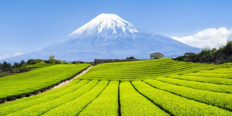 Brasil amplia exportações do agro com novos mercados no Japão e na União Euroasiática