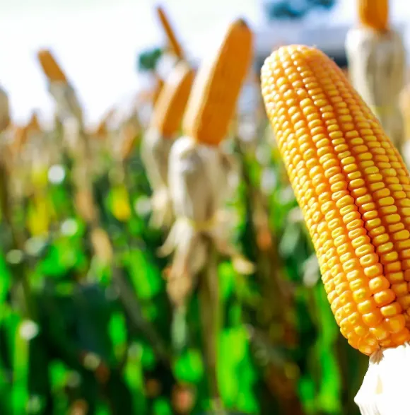 Milho fecha em alta na Bolsa de Chicago em dia de novos dados do USDA e da Ucrânia