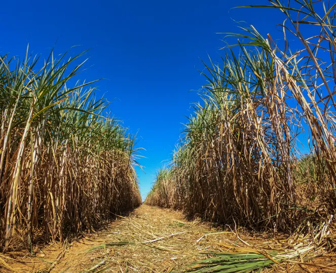 AGU aciona STF para suspender precatórios do setor sucroalcooleiro; risco fiscal pode passar de R$ 250 bilhões