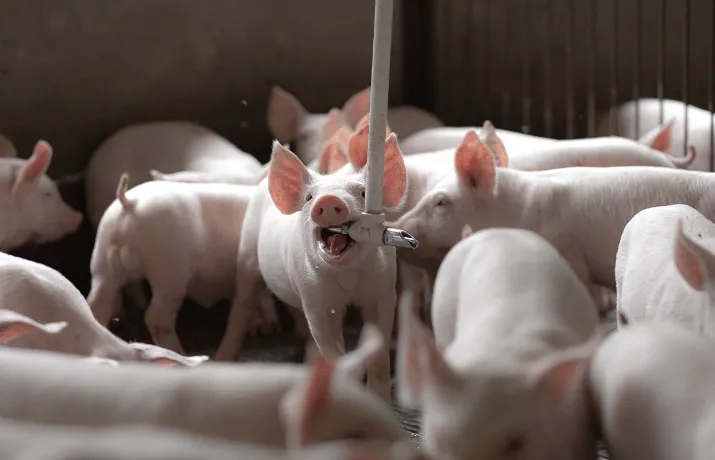 Boehringer Ingelheim aponta agilidade no manejo de leitões com vacinação via gel
