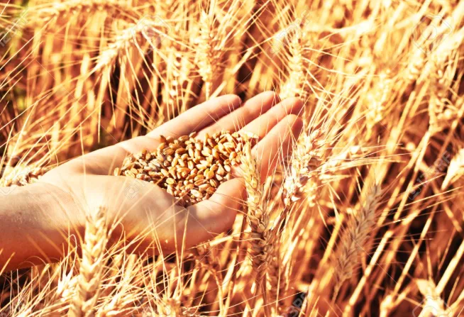 Mercado de grãos: soja tem comportamento misto no Paraná e trigo sobe no Rio Grande do Sul