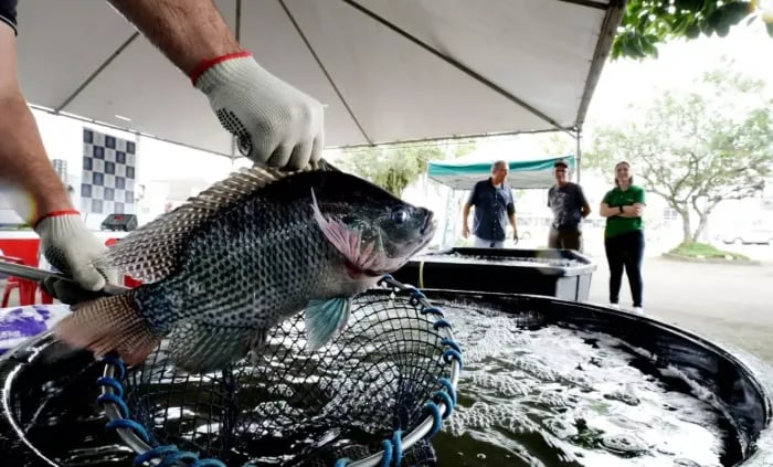 Produção de peixes em Santa Catarina atinge recorde de 60 mil toneladas em 2025