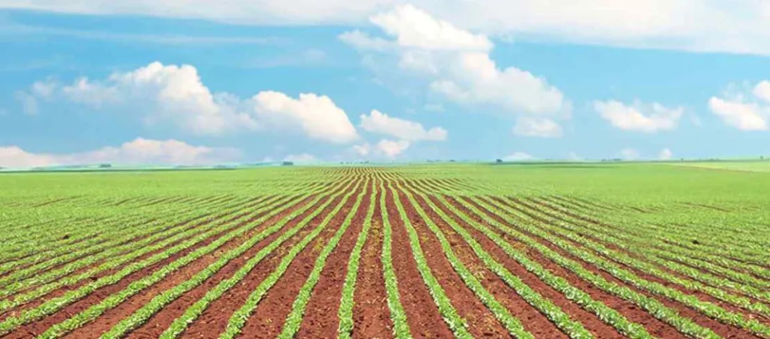 Estudos Revelam que Clima e Local Definem até 60% da Produtividade da Soja