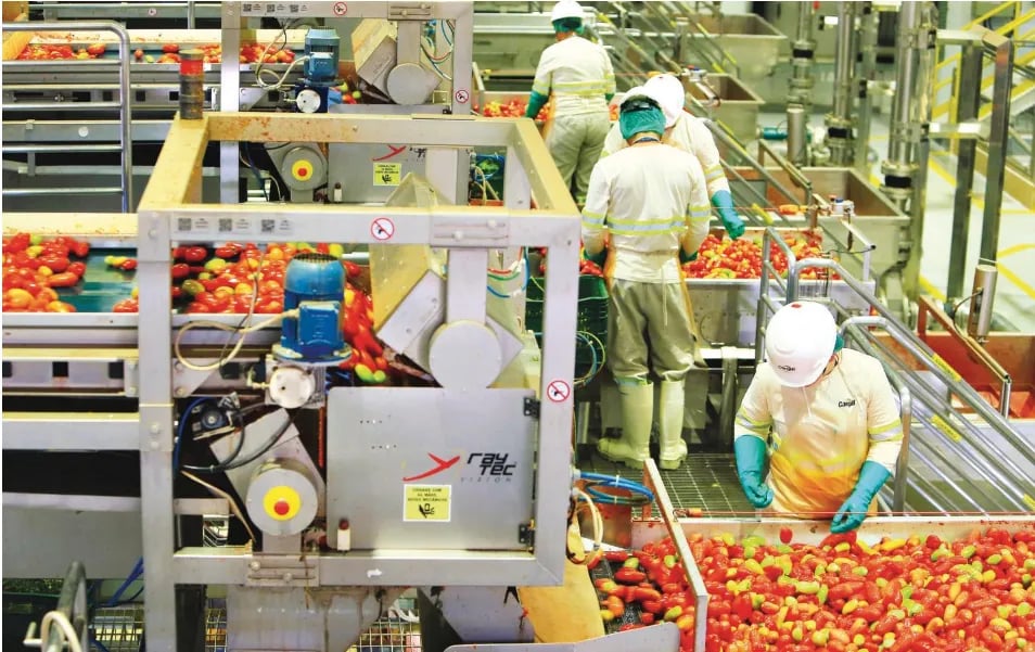 Tomate para processamento industrial é incluído no Zarc